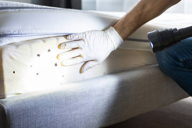 Best Flea Control Services  in Ridgecrest, CA