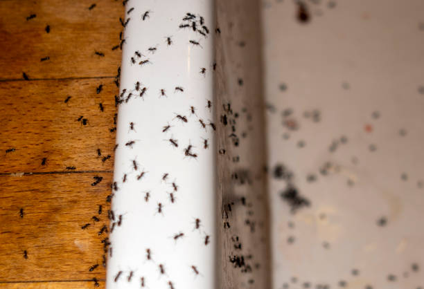 Best Affordable Pest Control Services  in Ridgecrest, CA
