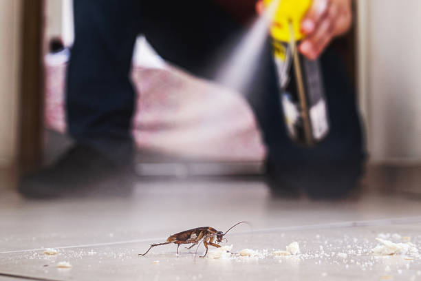 Best Local Pest Control Services  in Ridgecrest, CA